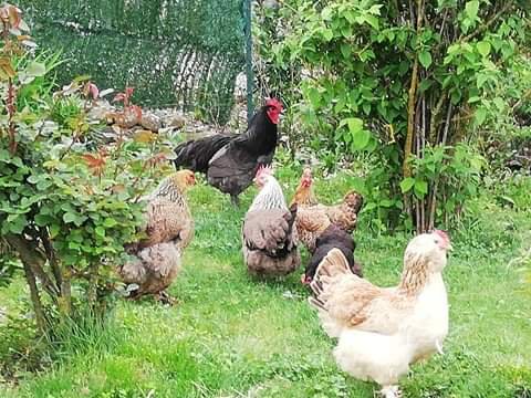 Oeufs fécondés croisés australop bleu