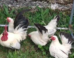 Lot de 6 oeufs fécondé de chabo herminé