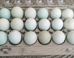18 œufs de cailles celadon