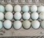 18 œufs de cailles celadon