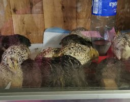 54 Oeufs de caille du japon