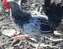 "Poule Mahoraise" rustique, résistante, diversité génétique.