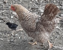 "Poule Mahoraise" rustique, résistante, diversité génétique.