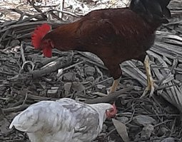 "Poule Mahoraise" rustique, résistante, diversité génétique.