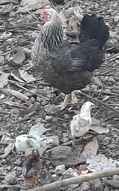 "Poule Mahoraise" rustique, résistante, diversité génétique.