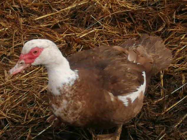 Oeuf de canne de Barbarie