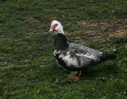 Oeuf de canne de Barbarie
