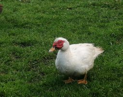 Oeuf de canne de Barbarie