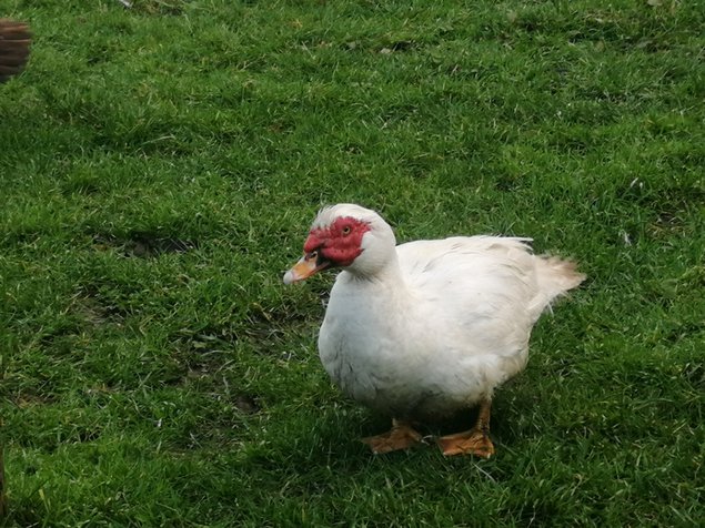 Oeuf de canne de Barbarie