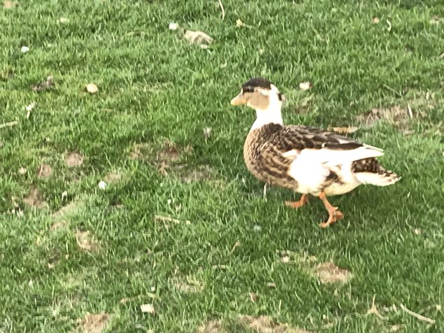 Œuf fécondé de canard mignon