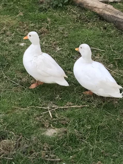 Œuf fécondé de canard mignon