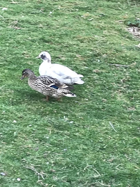 Œuf fécondé de canard mignon