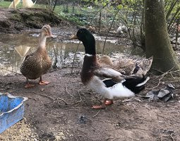 Œuf fécondé de canard de Rouen