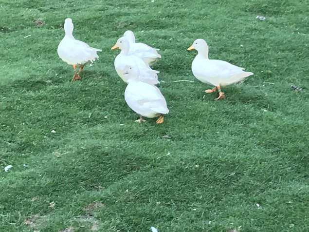 Œuf fécondé de canard mignon