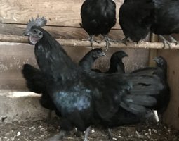 Œufs fécondés de Cemani