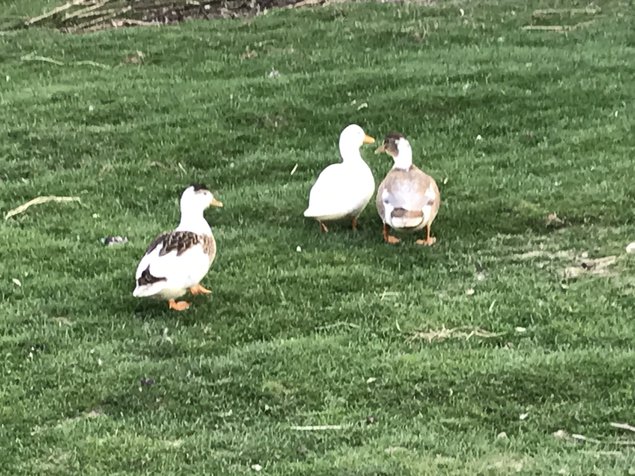 Œuf fécondé de canard mignon