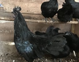 Œufs fécondés de Cemani