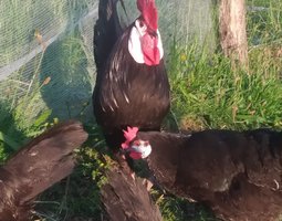 Espagnole à face blanche - oeufs fécondés