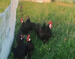 Espagnole à face blanche - oeufs fécondés