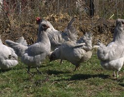 Araucana anglais gris perle - oeufs fécondés