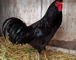 Poule Chanteur du Kosovo - oeufs fécondés