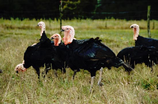 Dindes noires du Gers - oeufs fécondés