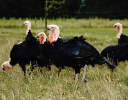 Dindes noires du Gers - oeufs fécondés