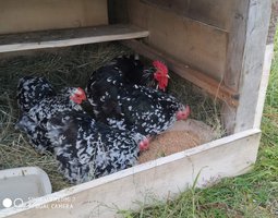 Poule de Pekin noire cailloutée blanc- oeufs fécondés