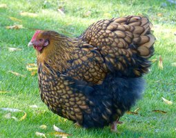 Poule Orpington Fauve à liseré noir (odale)- oeufs fécondés