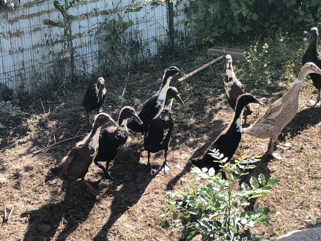 Canard coureur d’inde/ commandes non honorées/en attente de validation de la boutique