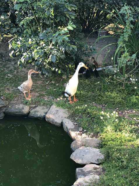 Canard coureur d’inde/ commandes non honorées/en attente de validation de la boutique