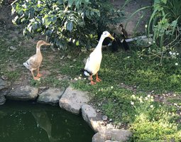 Canard coureur d’inde/ commandes non honorées/en attente de validation de la boutique