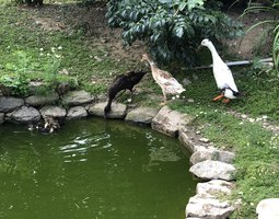 Canard coureur d’inde/ commandes non honorées/en attente de validation de la boutique