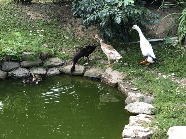 Canard coureur d’inde/ commandes non honorées/en attente de validation de la boutique