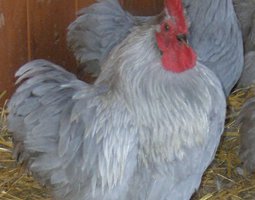 Oeuf FÉCONDE PEKIN GRIS PERLE