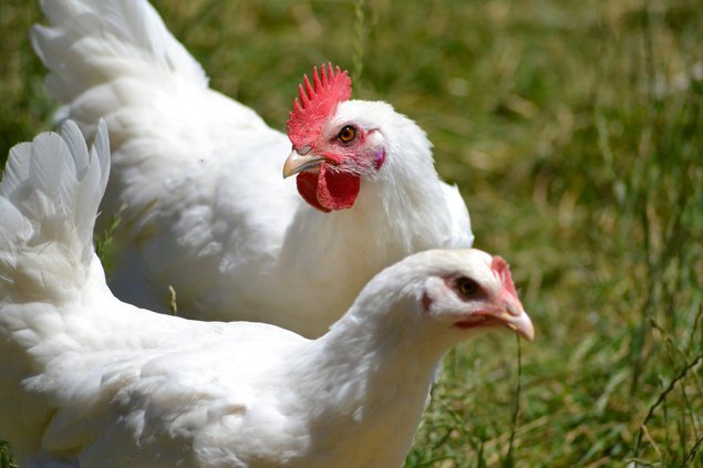 Oeuf FÉCONDE BRESSE BLANCHE