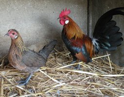 Oeuf FÉCONDE HOLLANDAISE naine