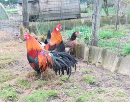 Oeuf FÉCONDE JAVANAISE