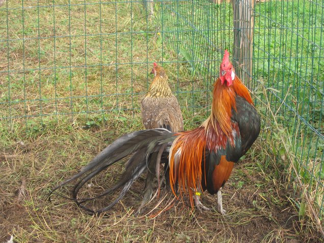 Oeuf FÉCONDE PHOENIX Dorée