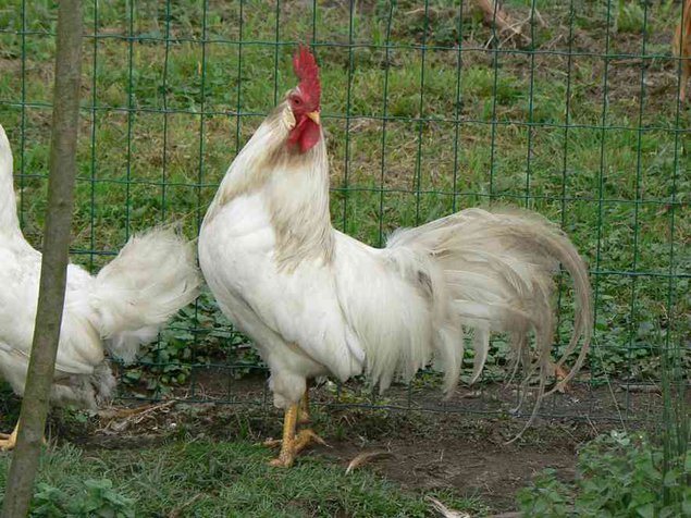 Oeuf FÉCONDE LEGHORN BLANCHE