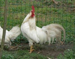 Oeuf FÉCONDE LEGHORN BLANCHE