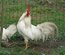 Oeuf FÉCONDE LEGHORN BLANCHE