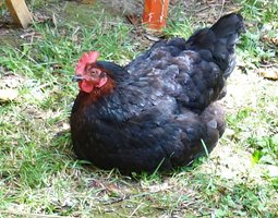 Oeuf FÉCONDE NOIR DE GASCOGNE