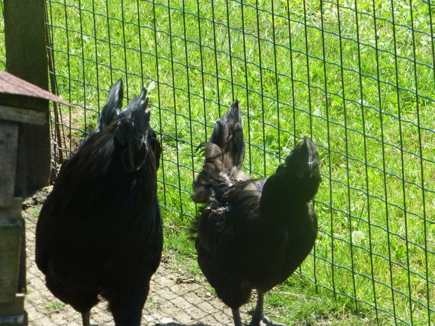 Oeuf FÉCONDE CEMANI