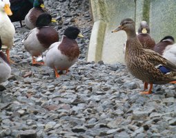 Oeuf FÉCONDE Colvert CHANTEUSE