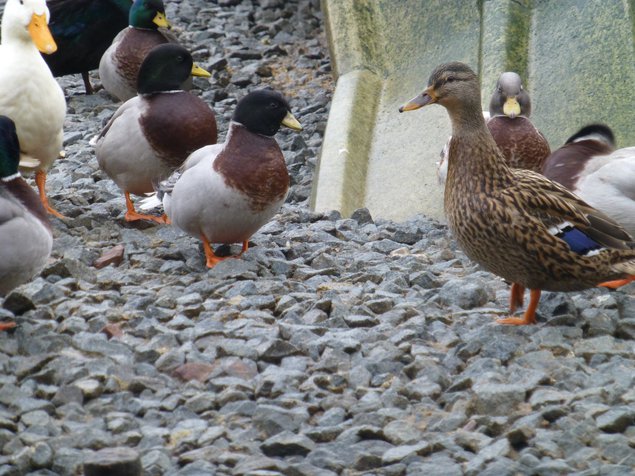 Oeuf FÉCONDE Colvert CHANTEUSE