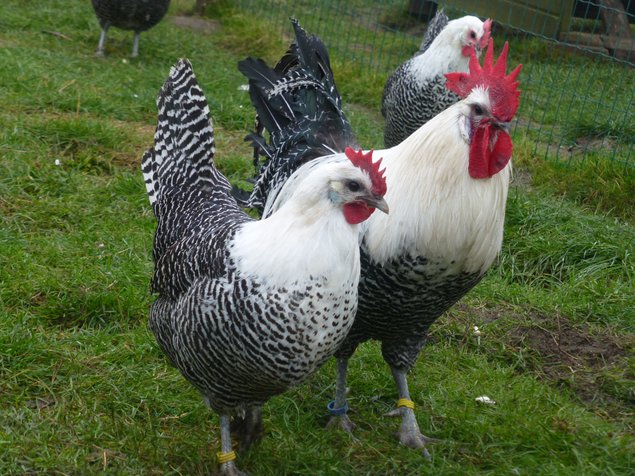 Oeuf FÉCONDE BRAKEL Argentée