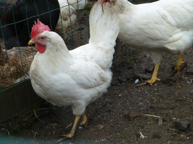 Oeuf FÉCONDE LEGHORN BLANCHE