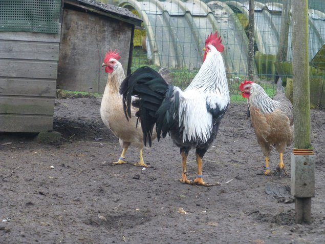 Oeuf FÉCONDE LEGHORN ARGENTÉE