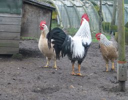 Oeuf FÉCONDE LEGHORN ARGENTÉE